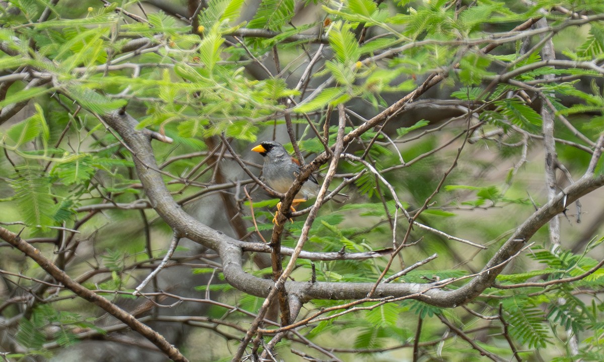 Küçük İnka İspinozu - ML646904687