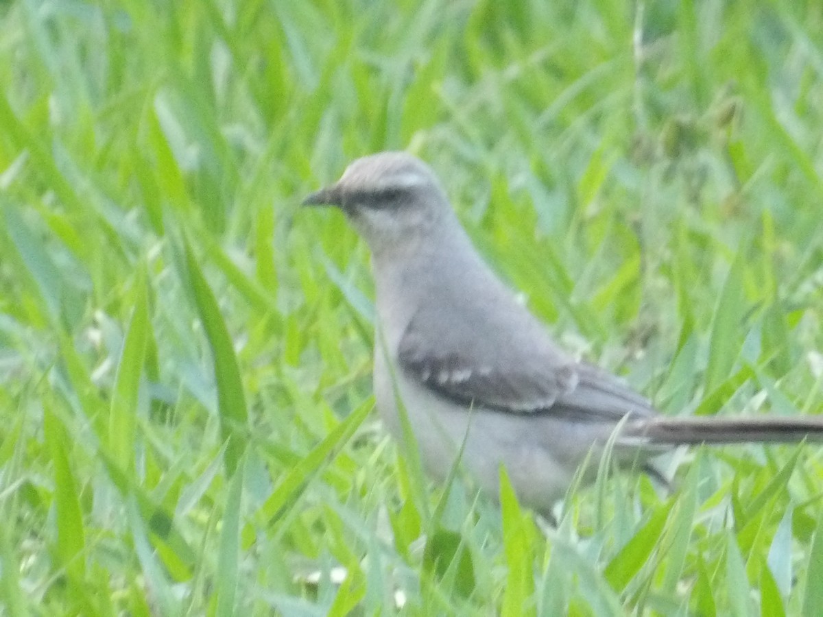 Tropikal Taklitçi [gilvus grubu] - ML646904688