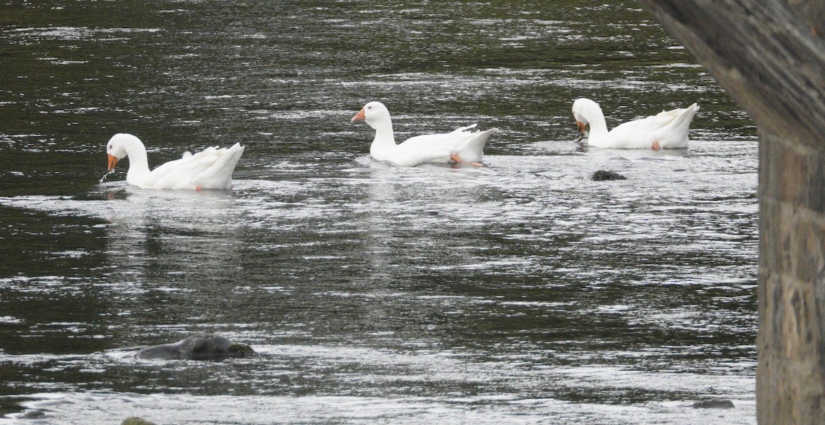 Boz Kaz (evcil tip) - ML646904691