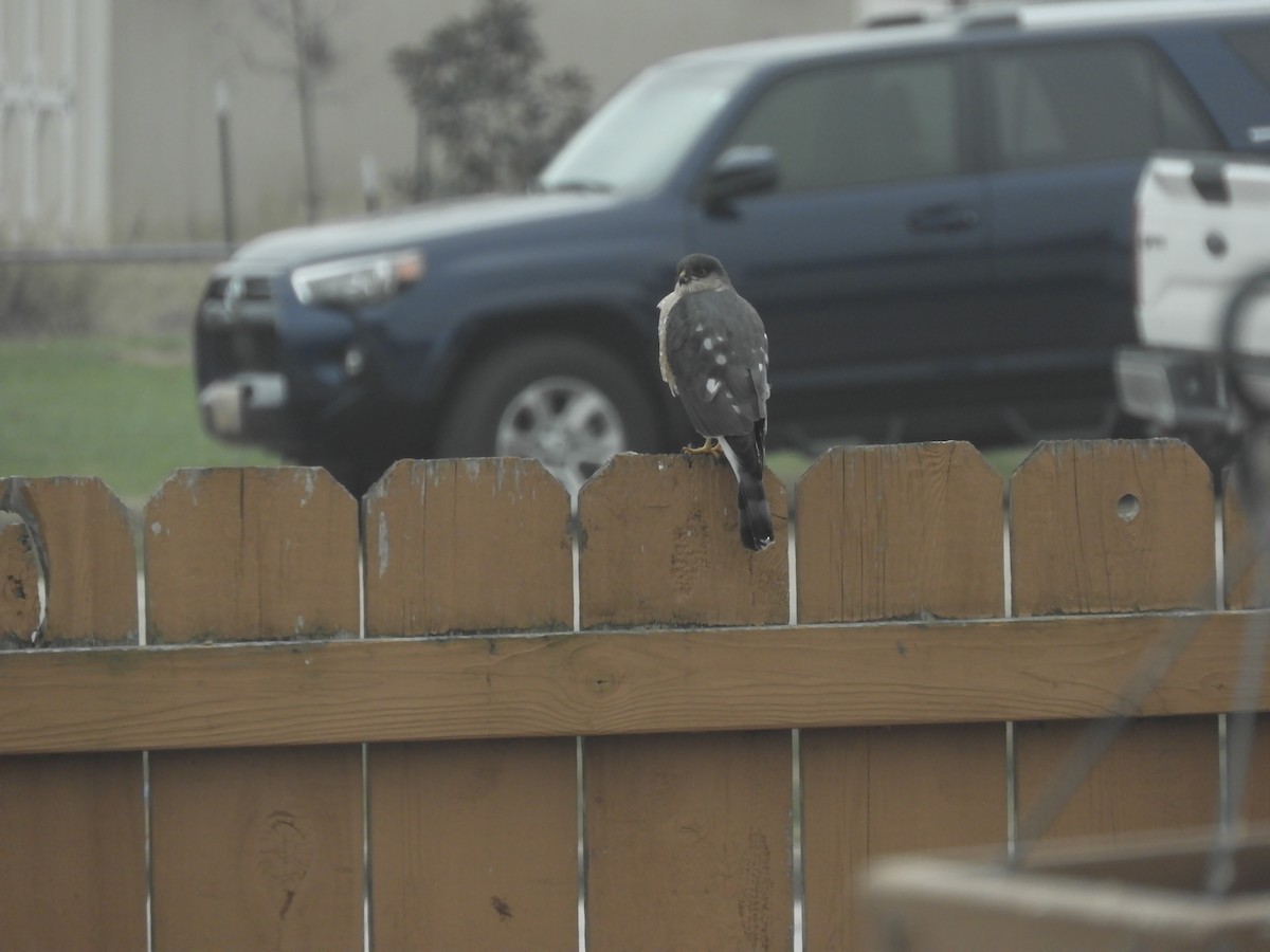 Amerika Atmacası - ML646904692