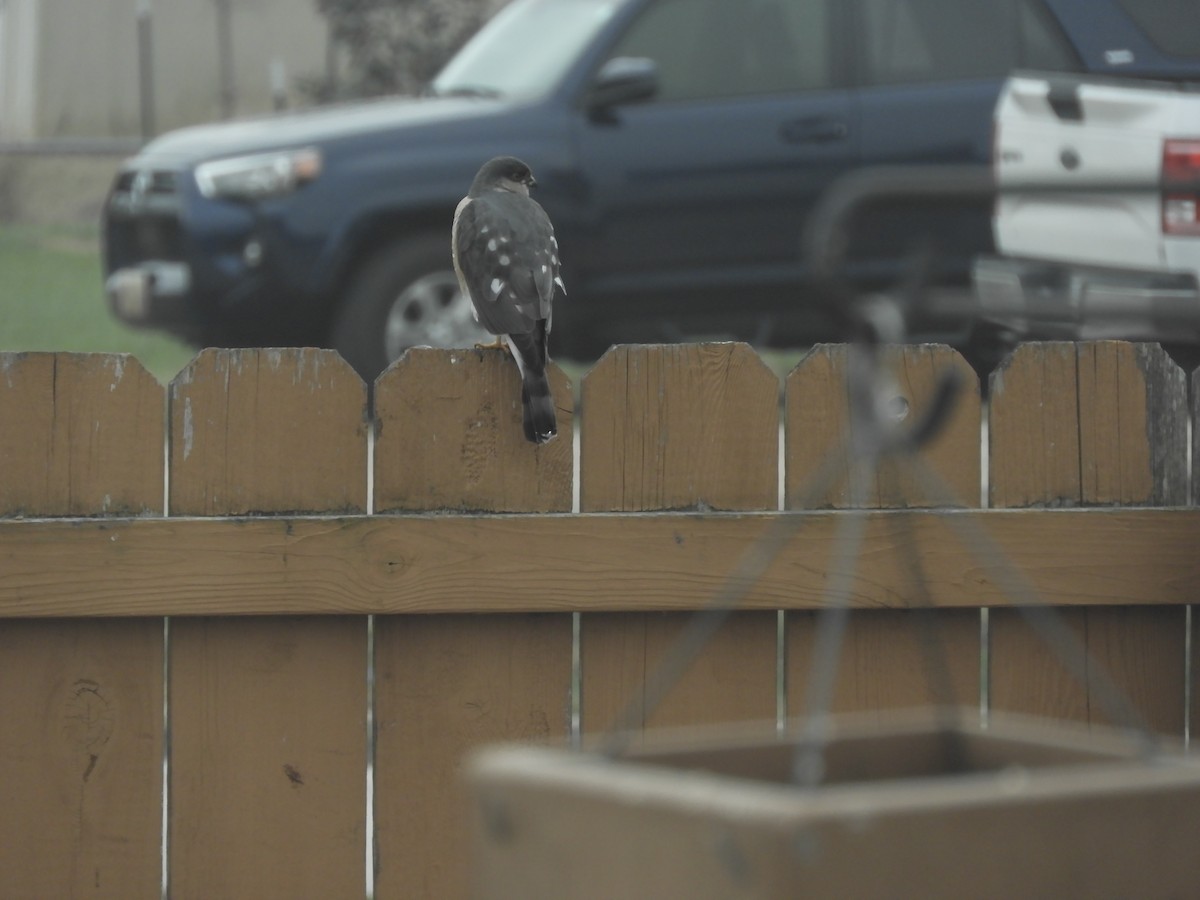 Amerika Atmacası - ML646904693