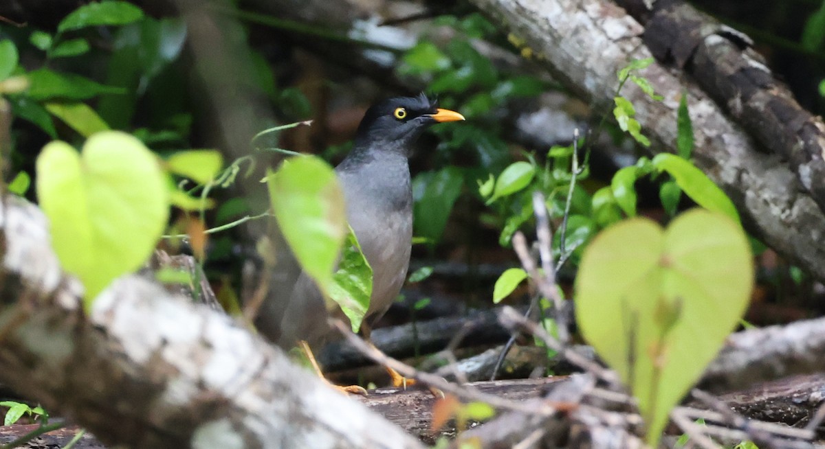 Kurşuni Çiğdeci - ML646904694