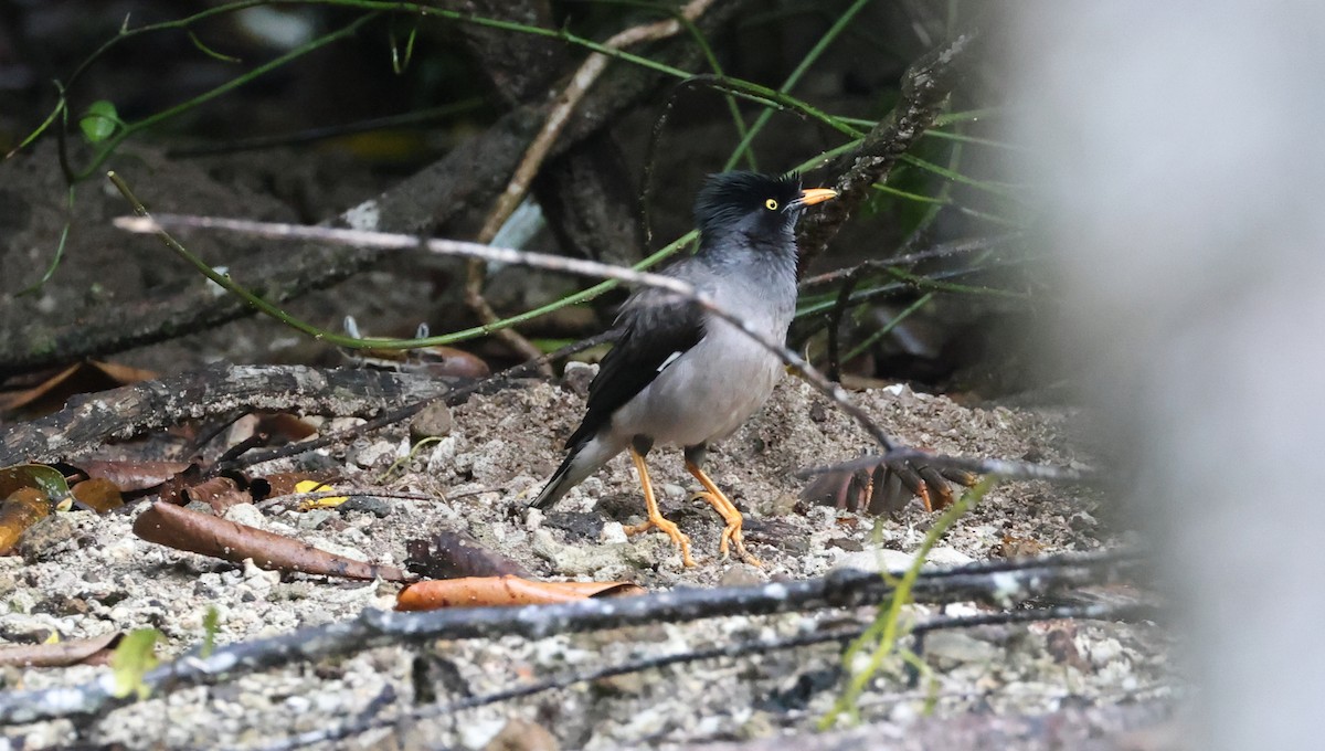 Kurşuni Çiğdeci - ML646904695