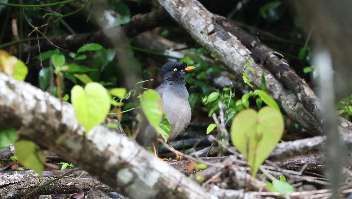 Kurşuni Çiğdeci - ML646904696