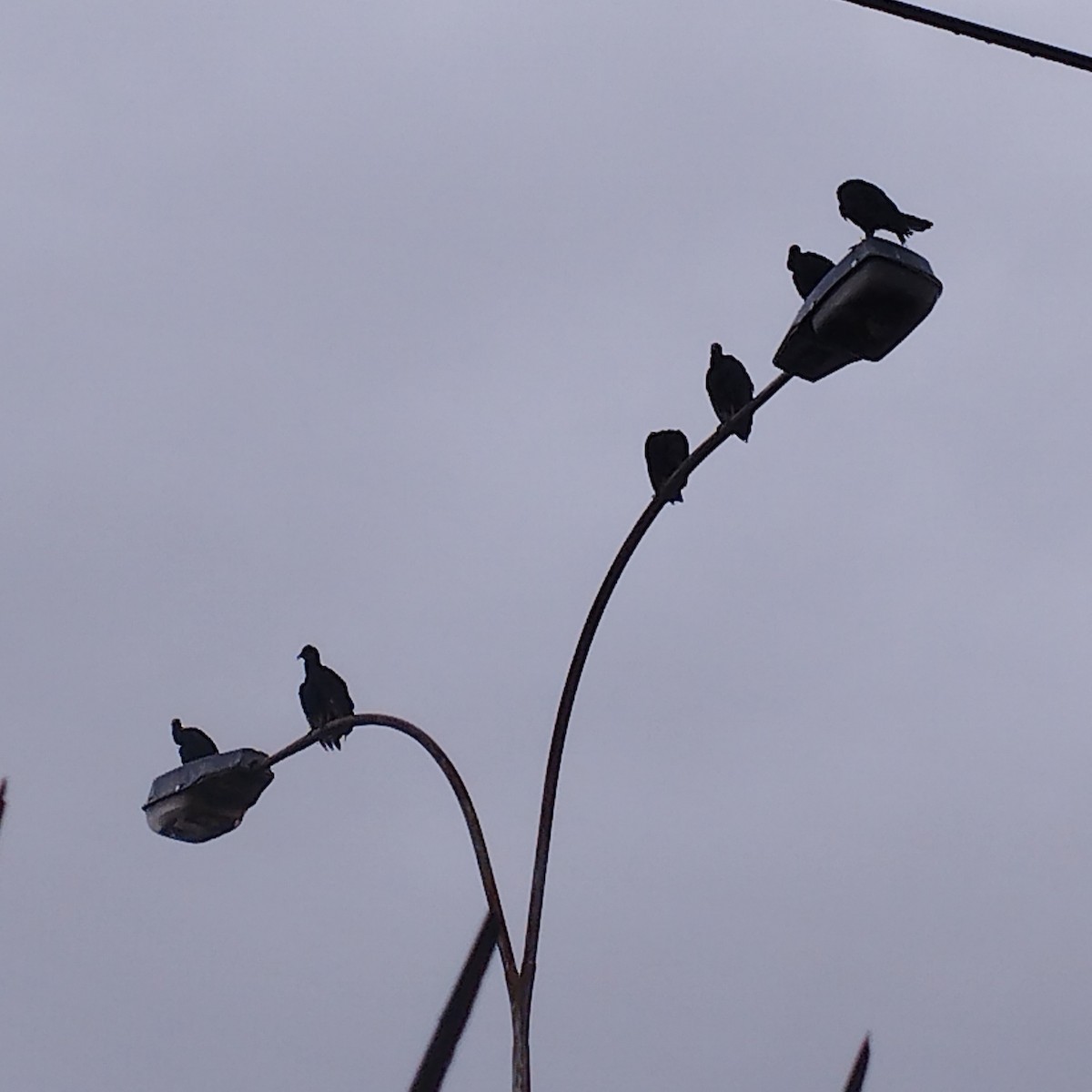 Karga Akbabası - ML646904697