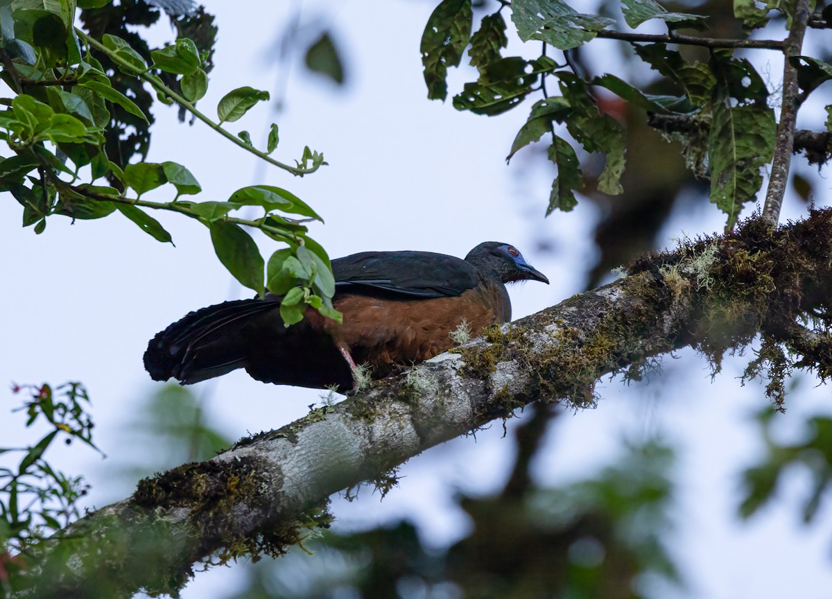 Kızıl Orak Kanatlı Guan - ML646904698