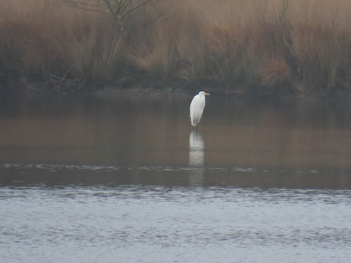 Büyük Ak Balıkçıl - ML646904699