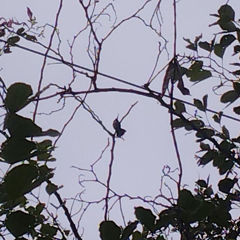 Parlak Gerdanlı Zümrüt - ML646904700