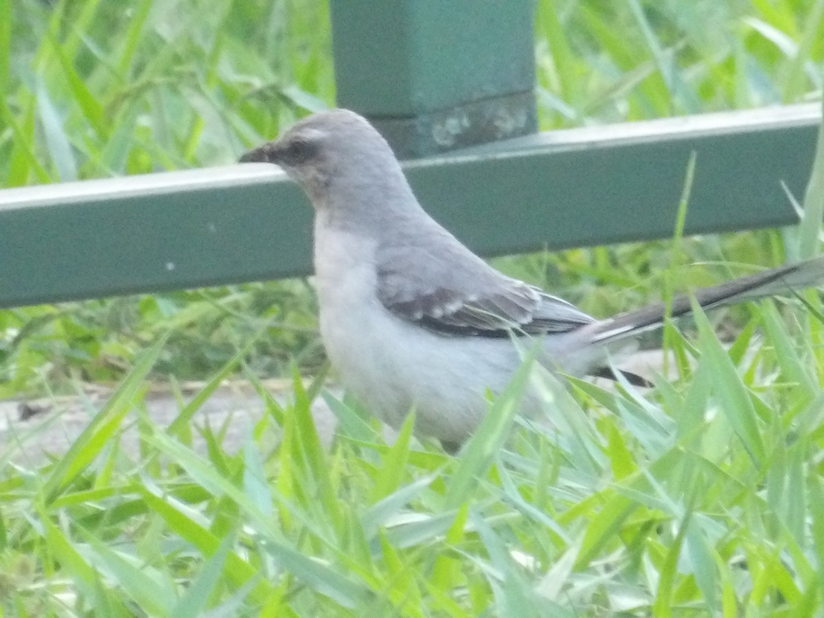 Tropikal Taklitçi [gilvus grubu] - ML646904701