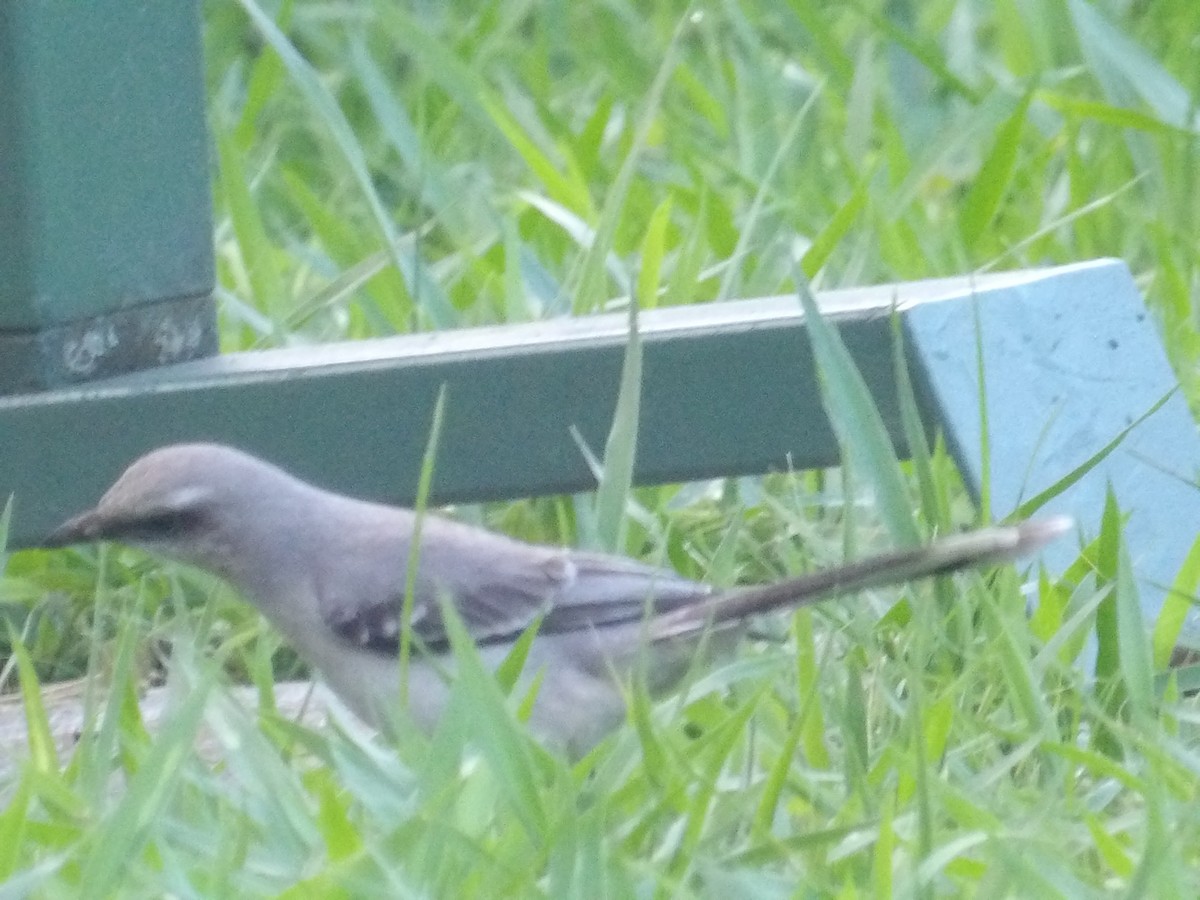 Tropikal Taklitçi [gilvus grubu] - ML646904702