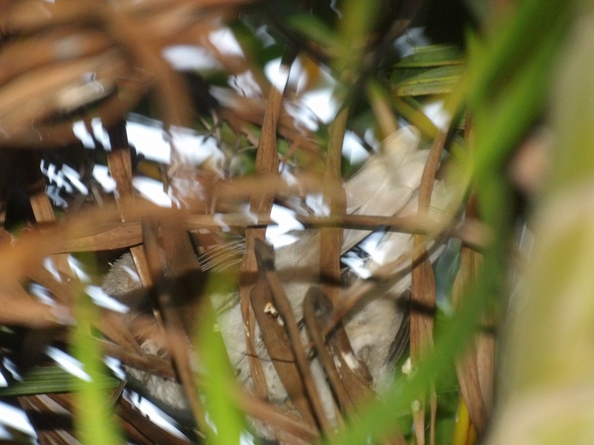 Tropikal Taklitçi [gilvus grubu] - ML646904705