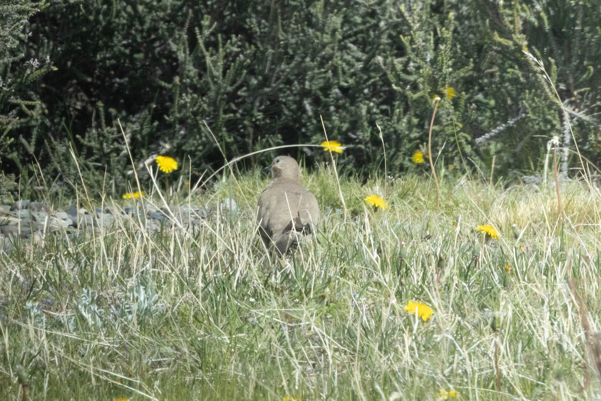 Kara Kanatlı Yer Kumrusu - ML646904709