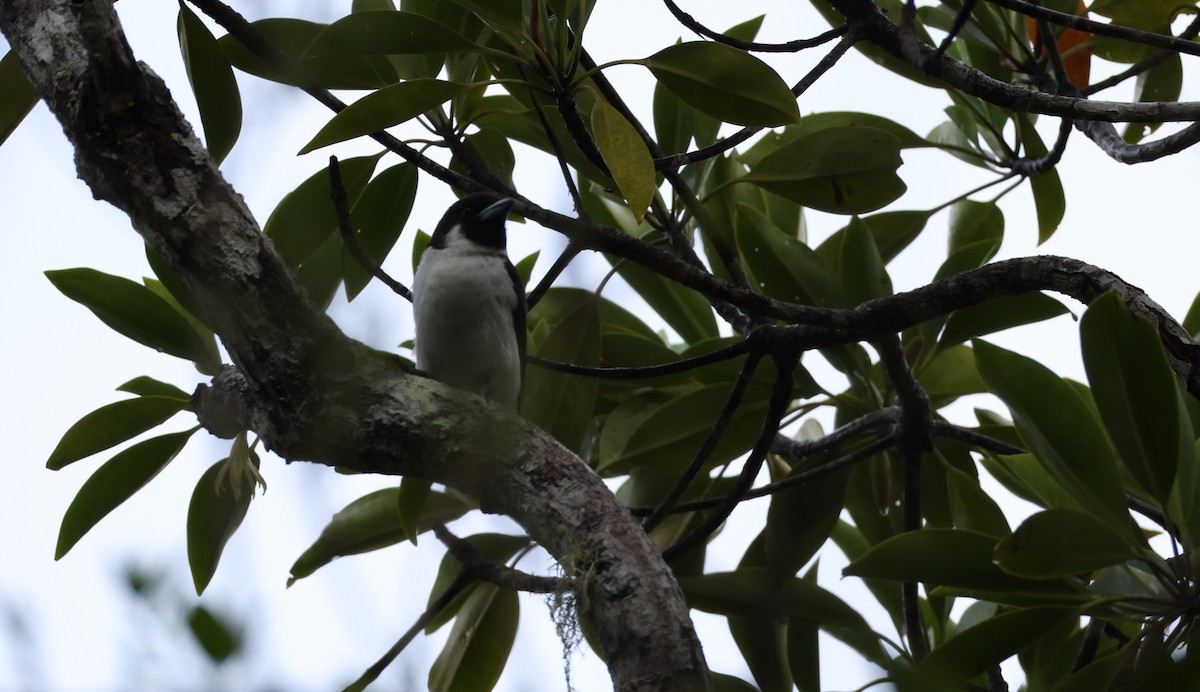 Kara Gerdanlı Monark - ML646904710