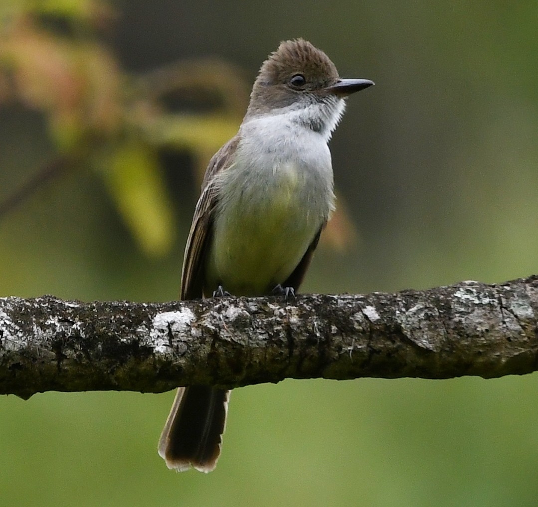 Swainson Sinekkapanı - ML646904711