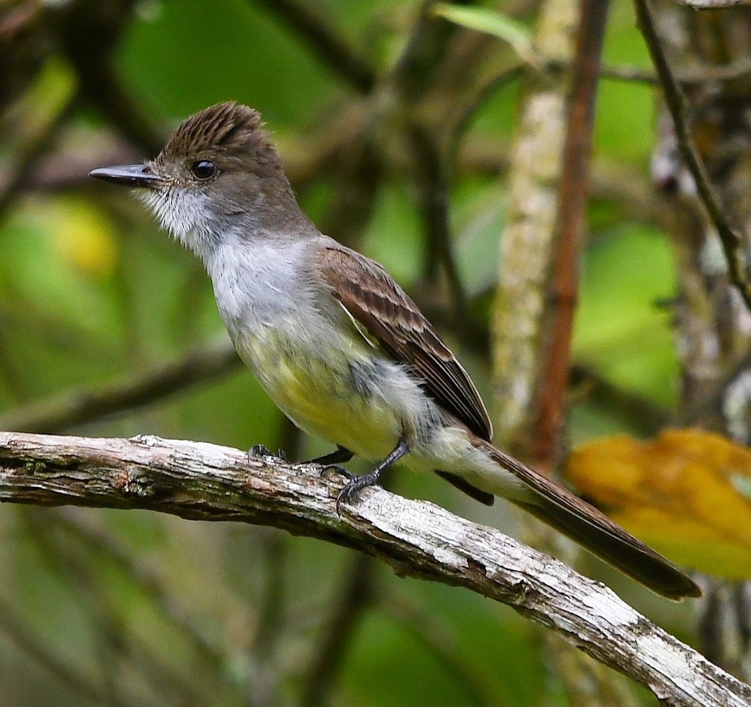 Swainson Sinekkapanı - ML646904712