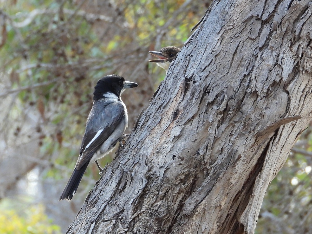 Gri Sırtlı Kasapkuşu - ML646904713