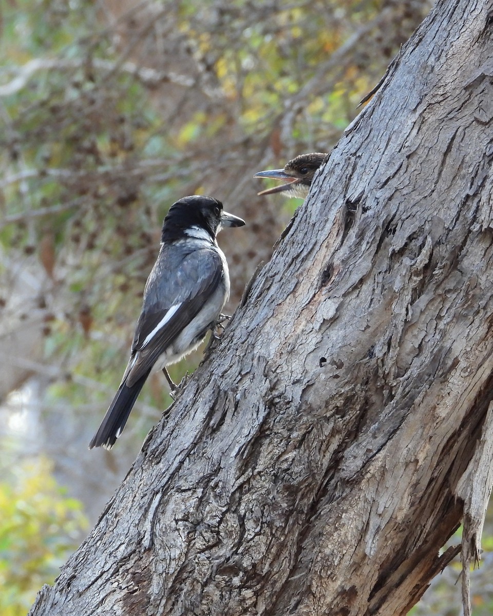 Gri Sırtlı Kasapkuşu - ML646904714