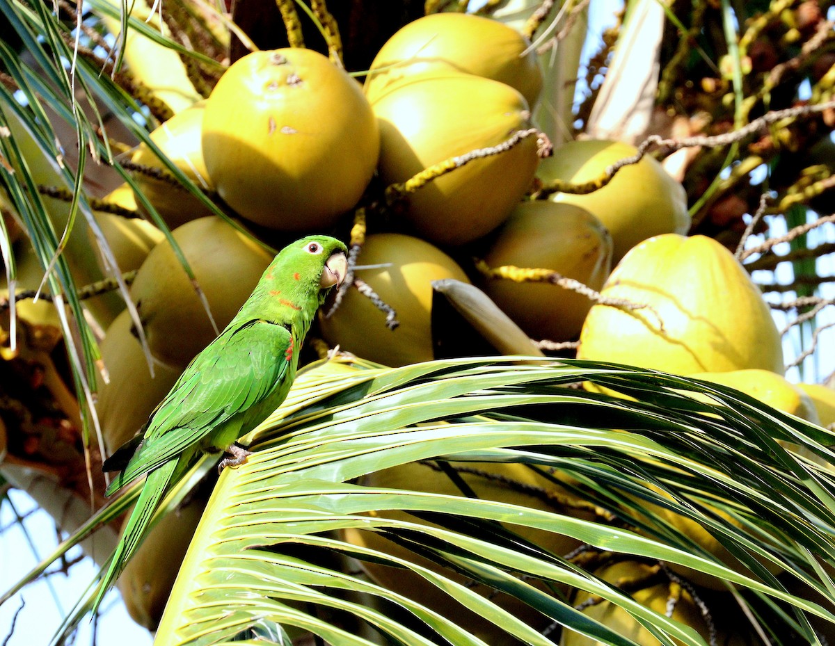 White-eyed Parakeet - ML646904715