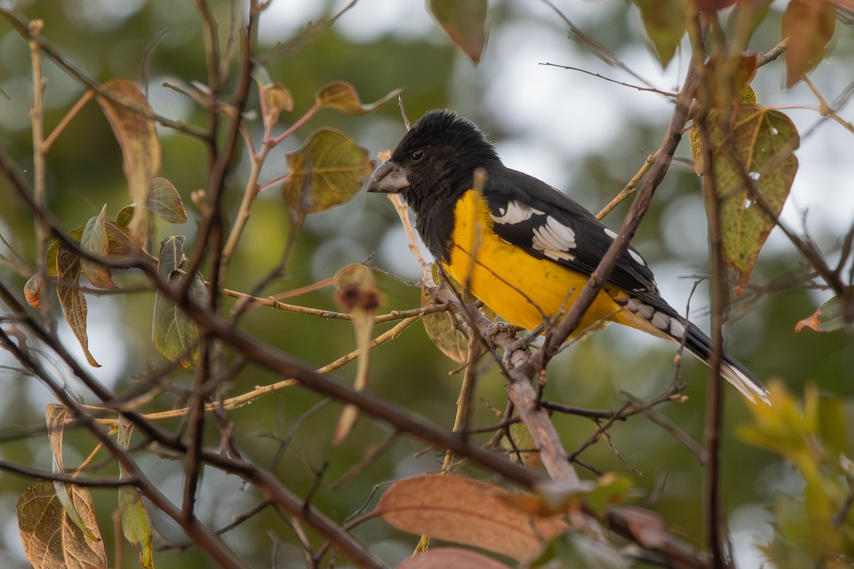 Black-backed Grosbeak - ML646904716