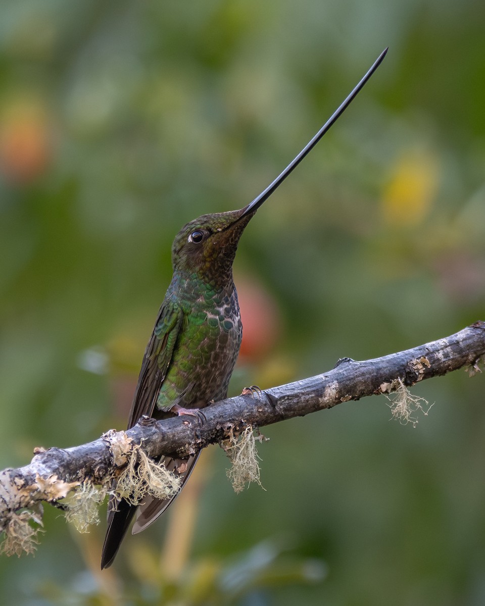 Sword-billed Hummingbird - ML646904724
