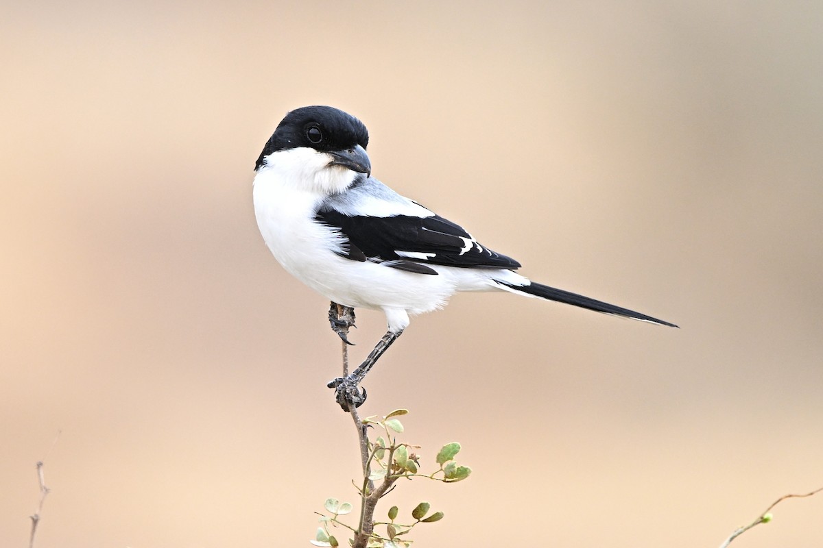 Somali Fiskalı - ML646904725