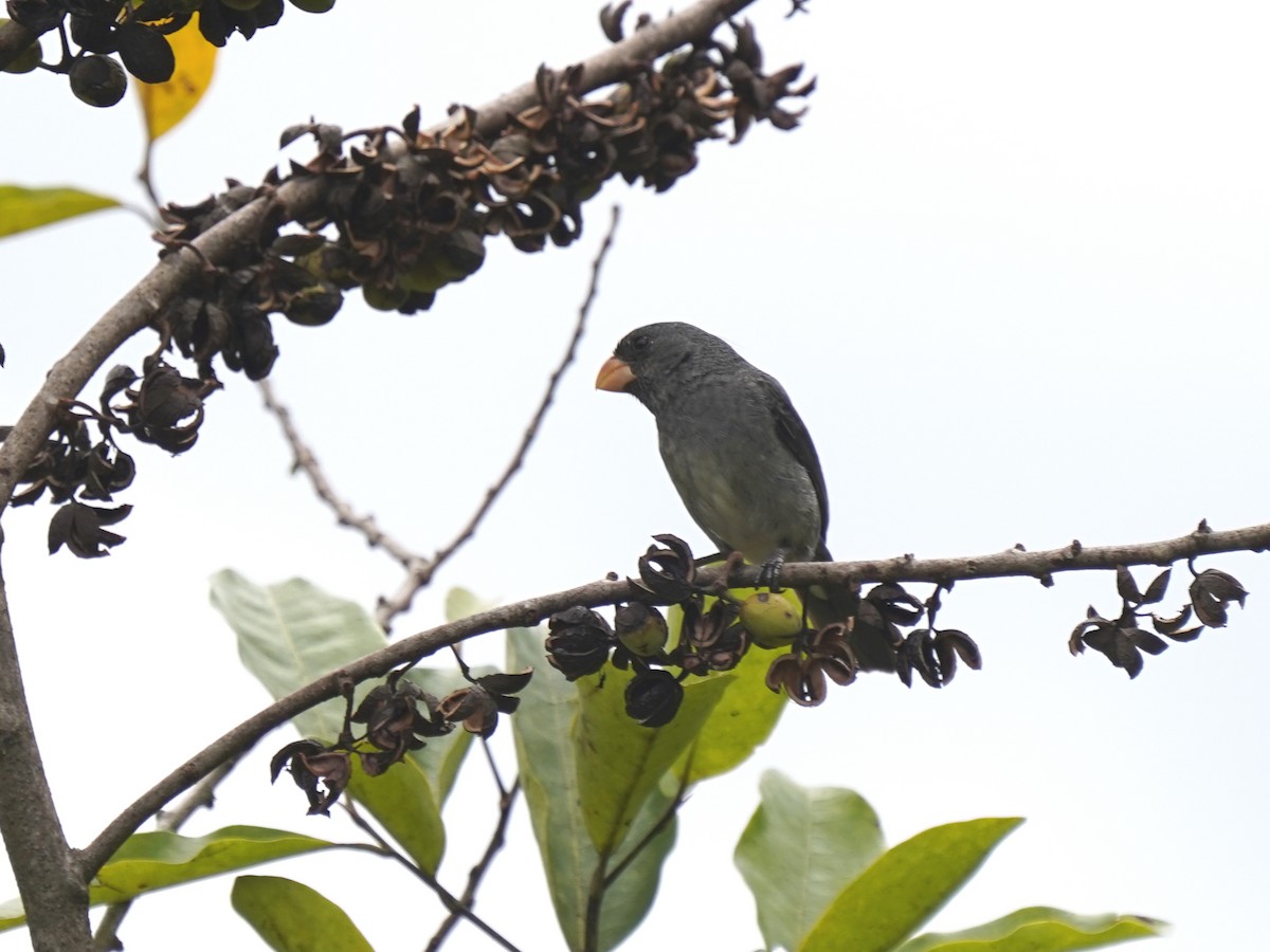 Ortanca Tohumcul - ML646904726