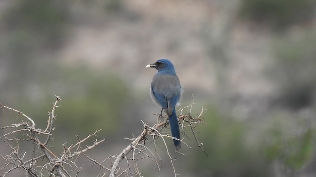Woodhouse's Scrub-Jay - ML646904727