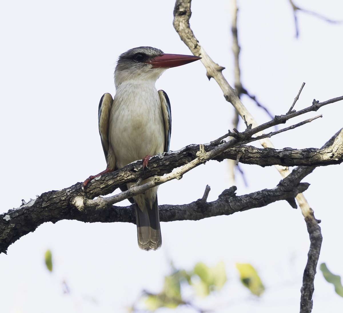 Kahverengi Kafalı Yalıçapkını - ML646904728