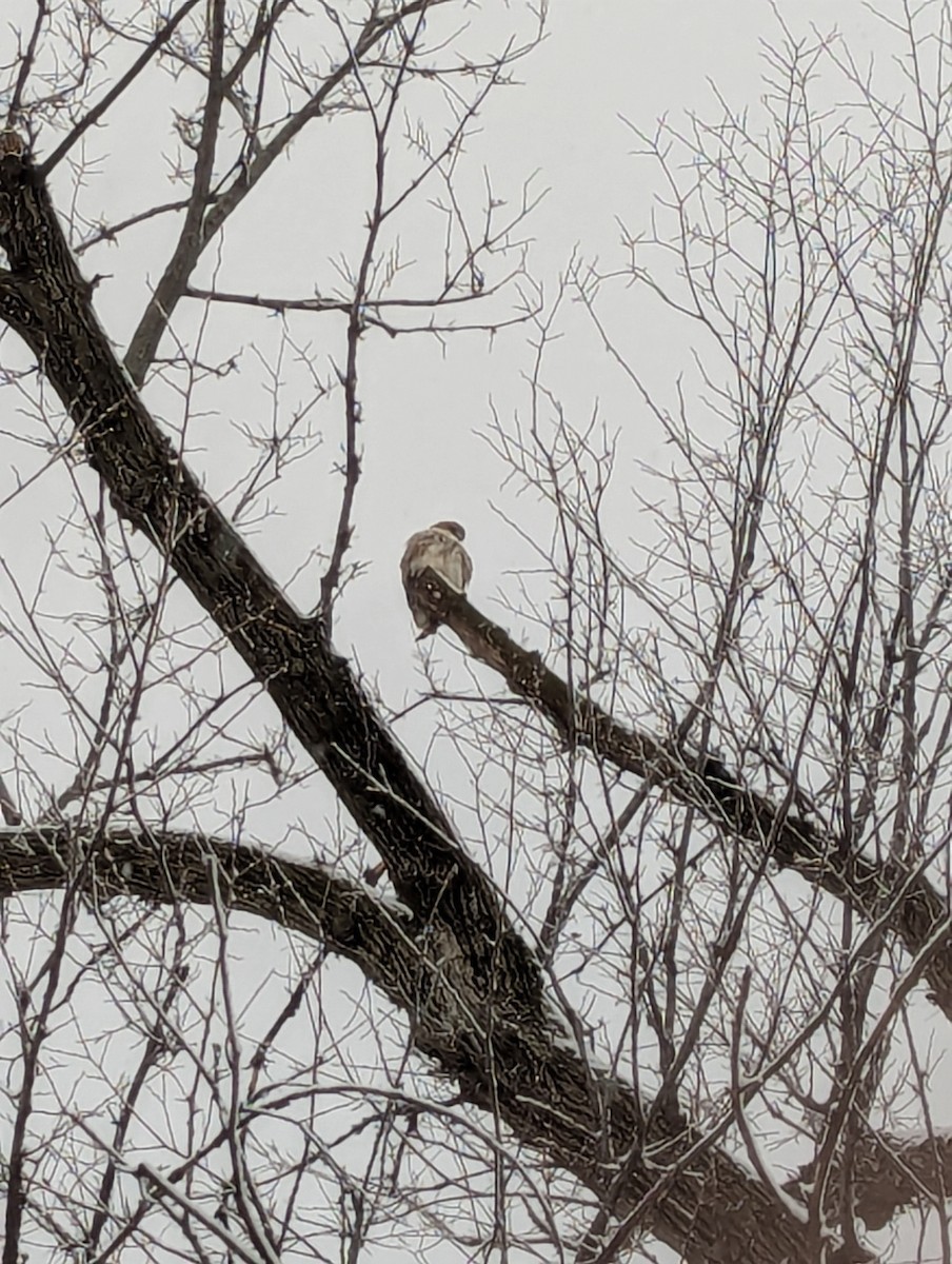 Kızıl Kuyruklu Şahin - ML646904729