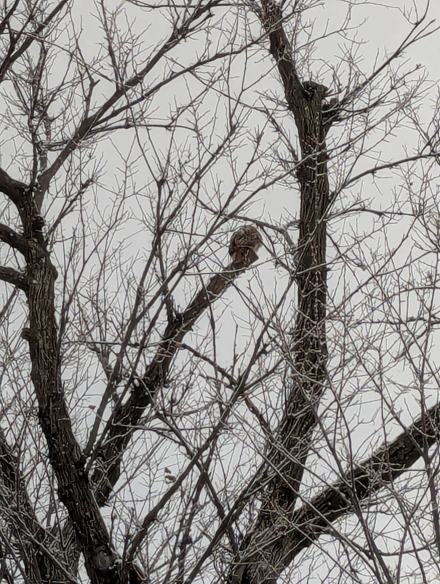 Kızıl Kuyruklu Şahin - ML646904730