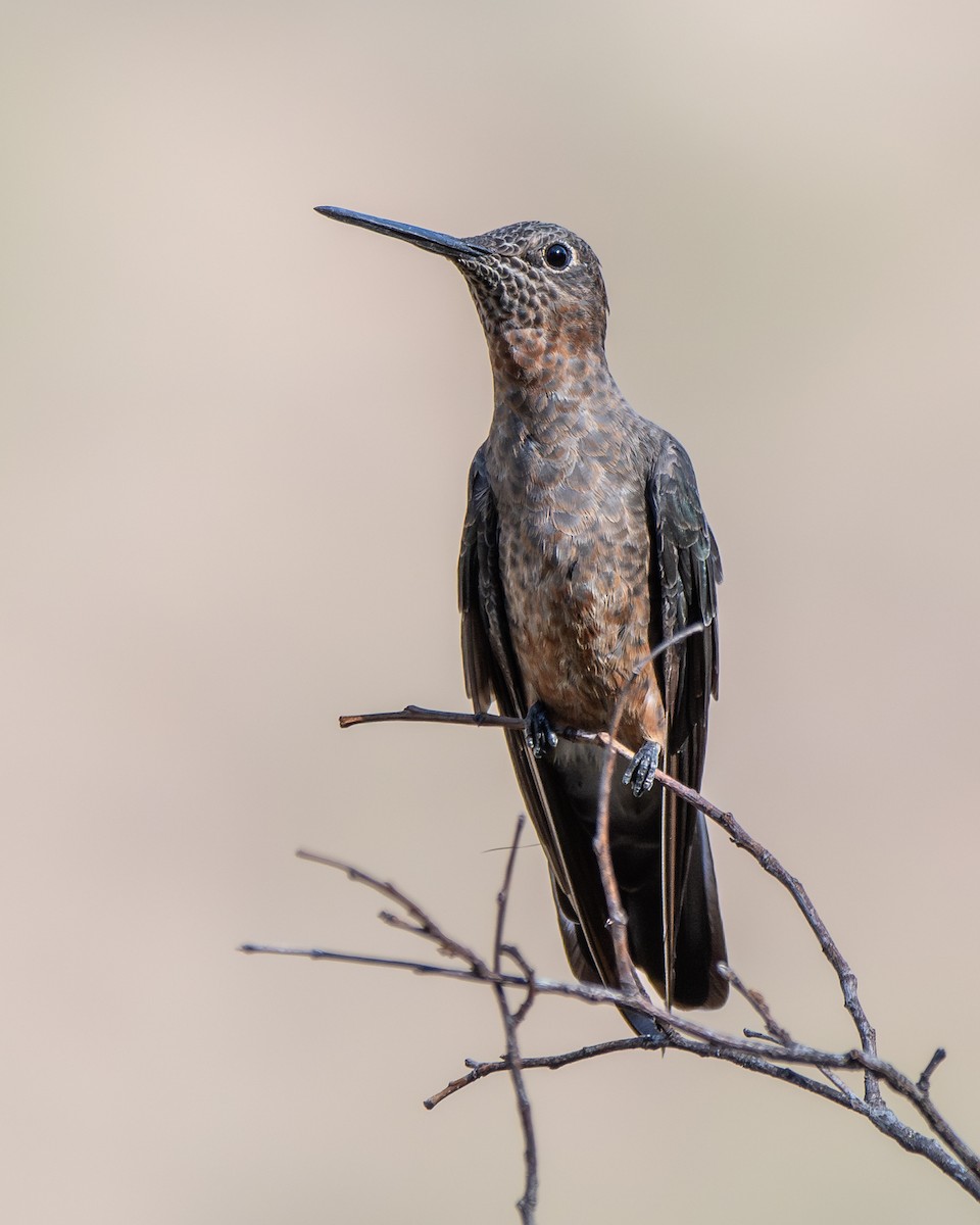 Giant Hummingbird - ML646904731