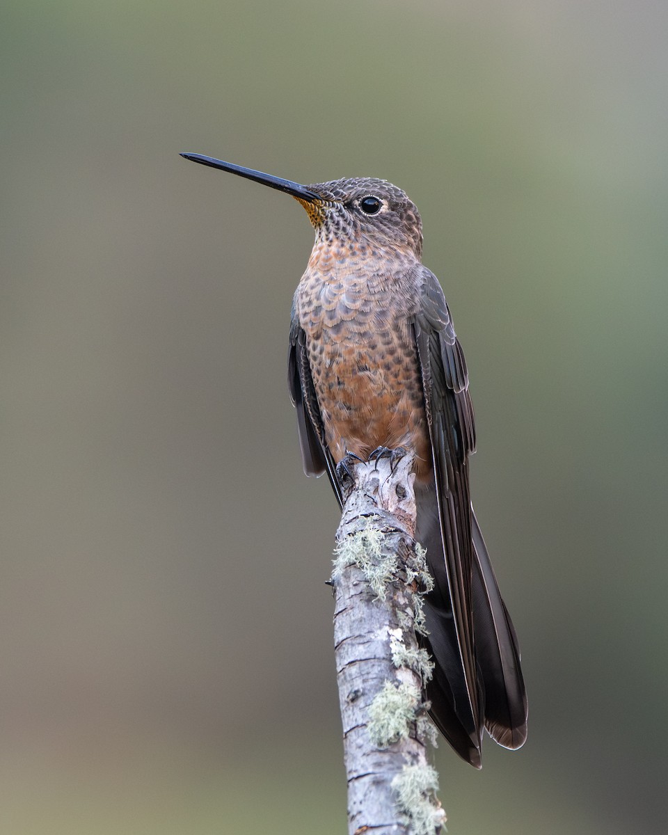 Giant Hummingbird - ML646904732