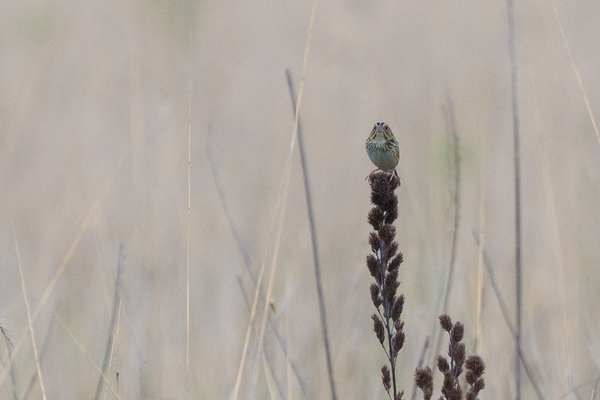 Henslow's Sparrow - ML646904733