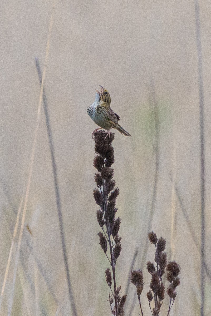 Henslow's Sparrow - ML646904734