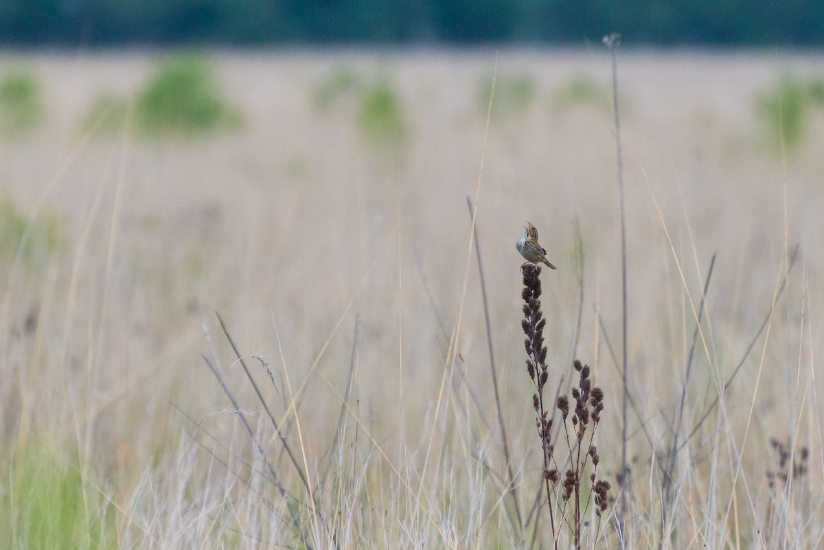 Henslow's Sparrow - ML646904735