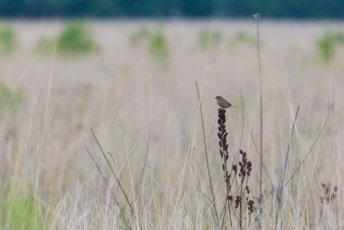 Henslow's Sparrow - ML646904736