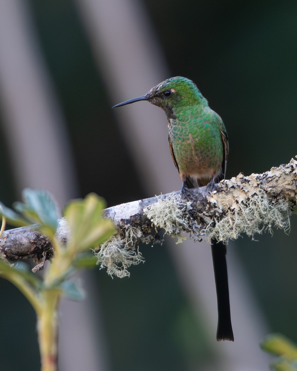 Green-tailed Trainbearer - ML646904738