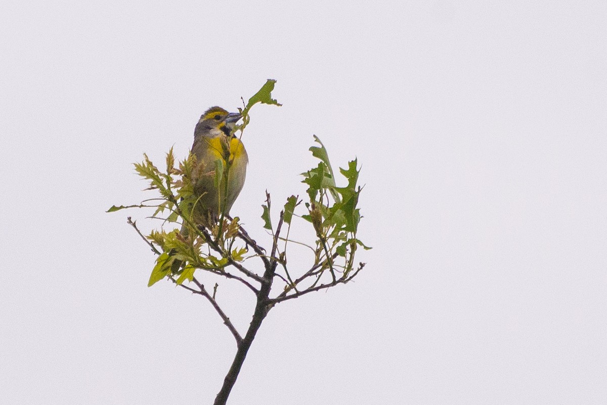 sisselspurv - ML646904740