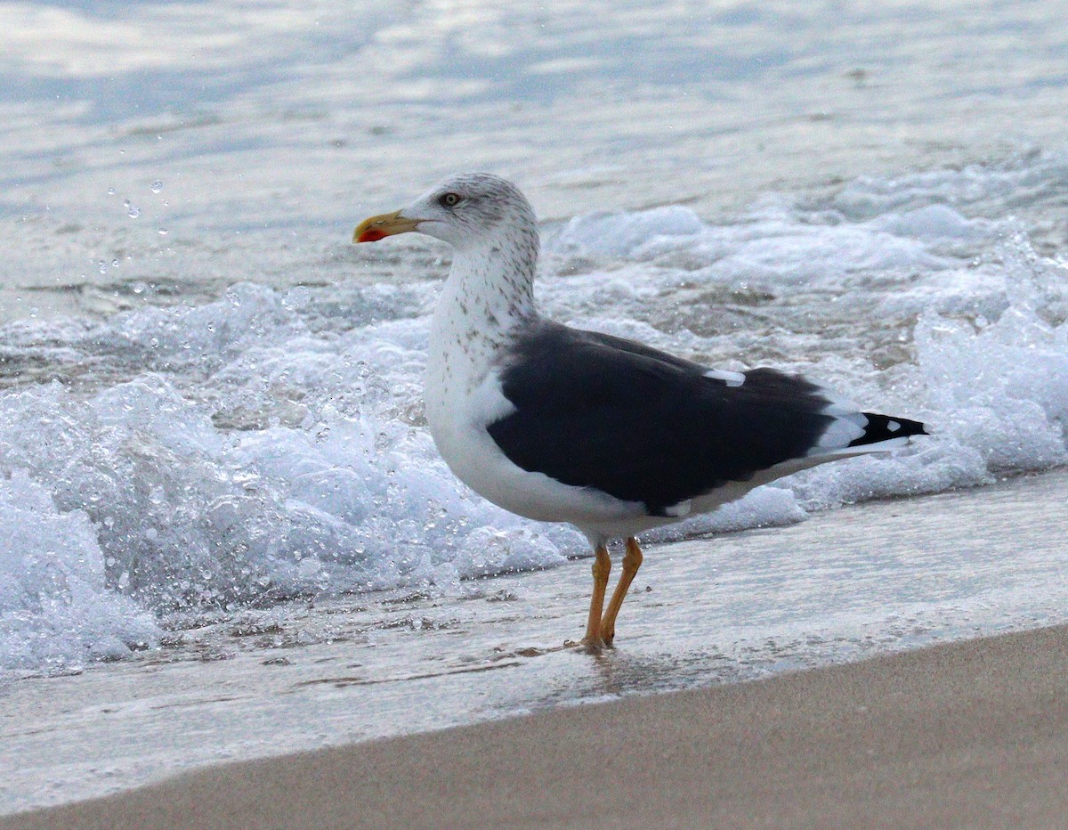 Lesser Black-backed Gull - ML646904741
