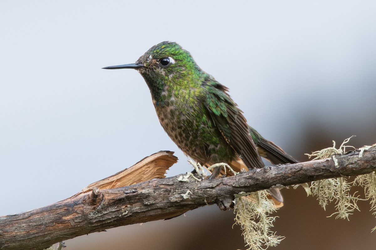 Tyrian Metaltail - ML646904745