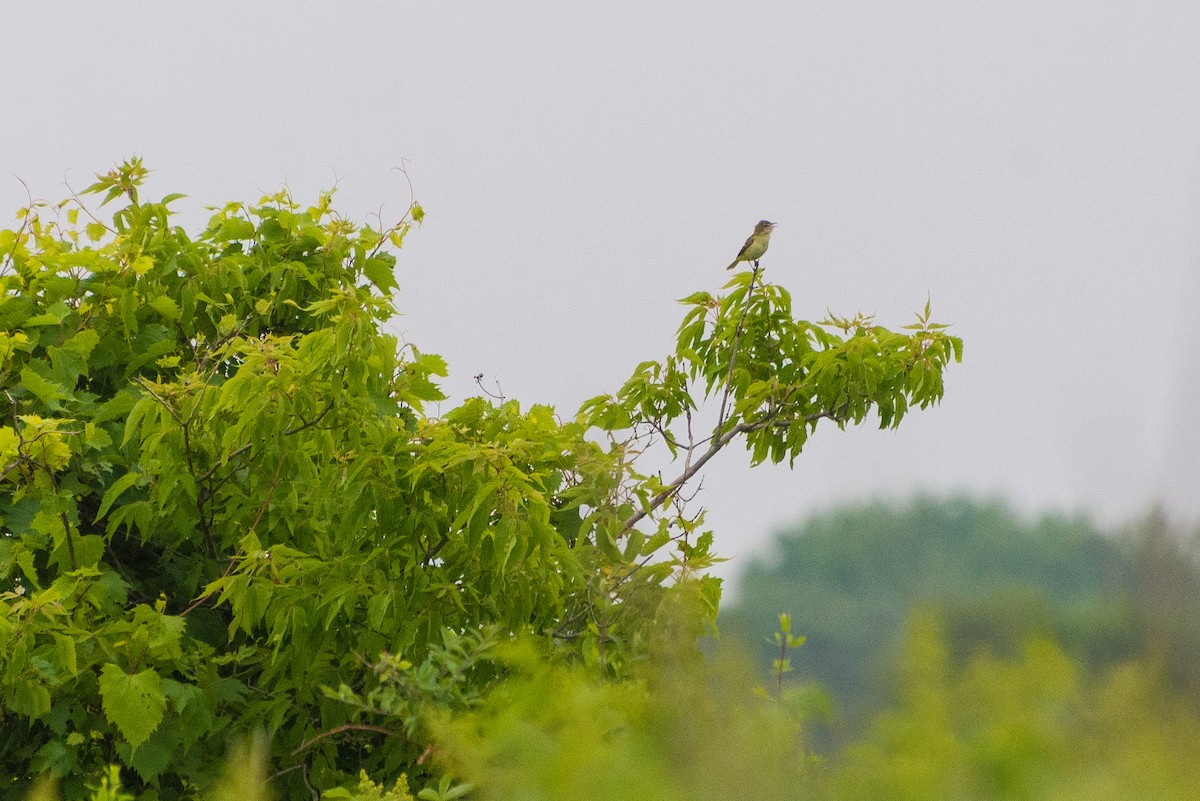 krattvireo - ML646904747