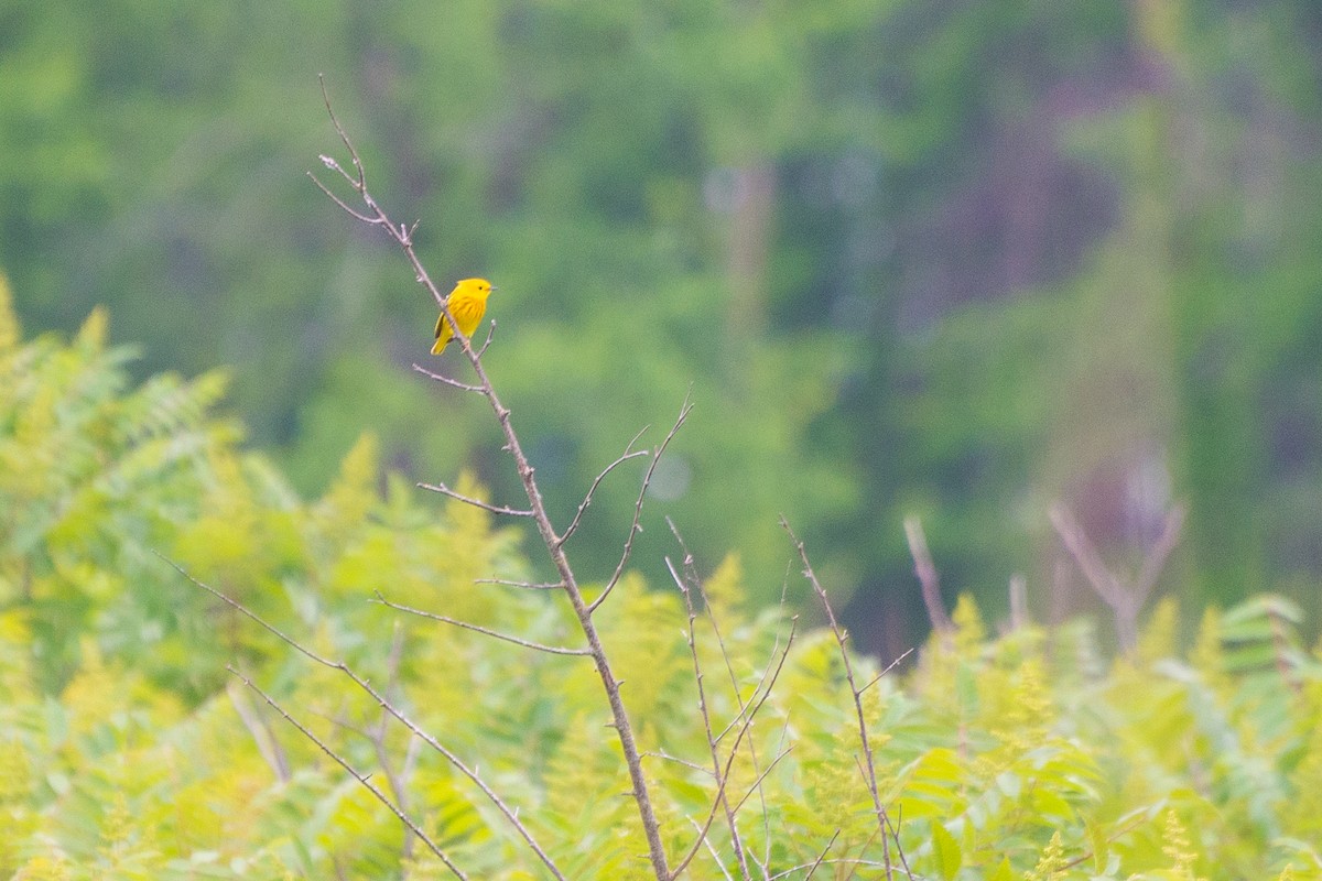 Northern Yellow Warbler - ML646904749