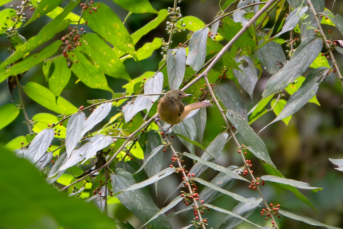 Ochre-bellied Flycatcher - ML646904750