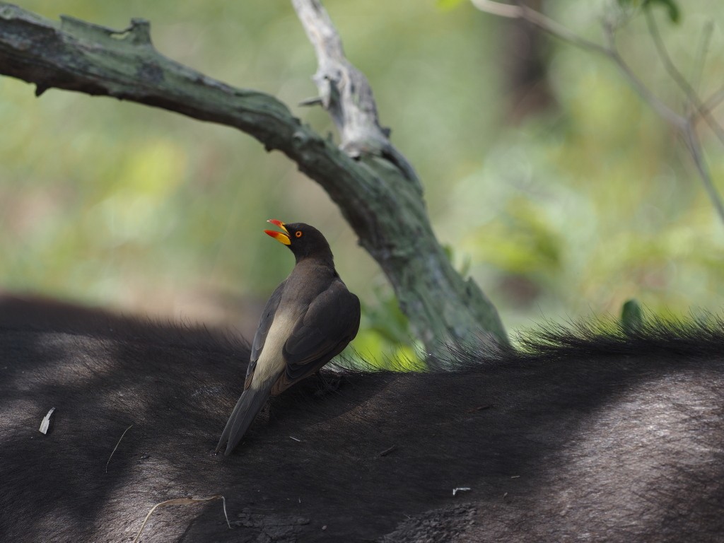 Yellow-billed Oxpecker - ML646904752