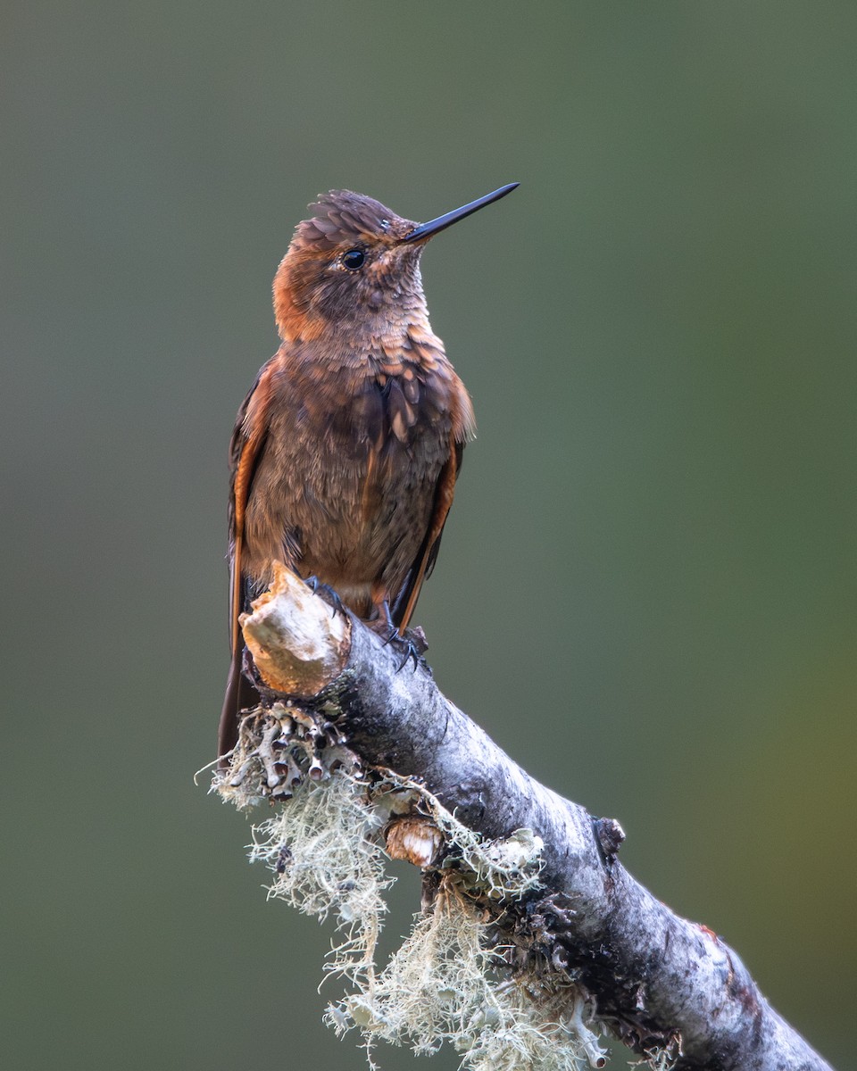 Shining Sunbeam - ML646904753