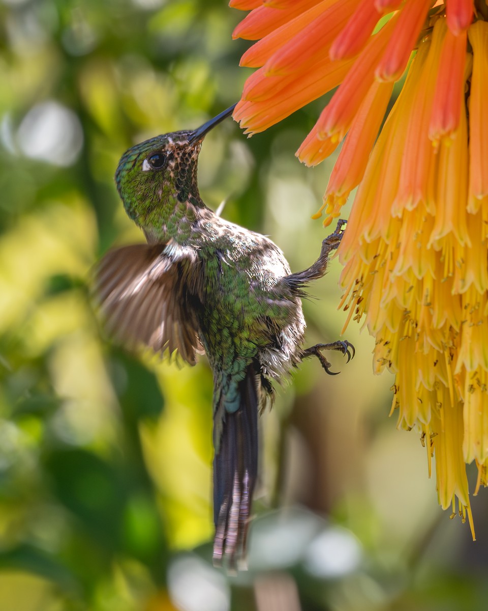 Tyrian Metaltail - ML646904760