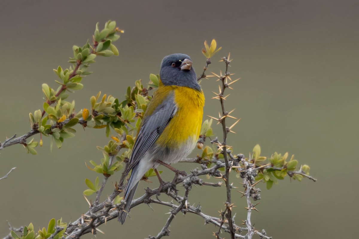 Gray-hooded Sierra Finch - ML646904776