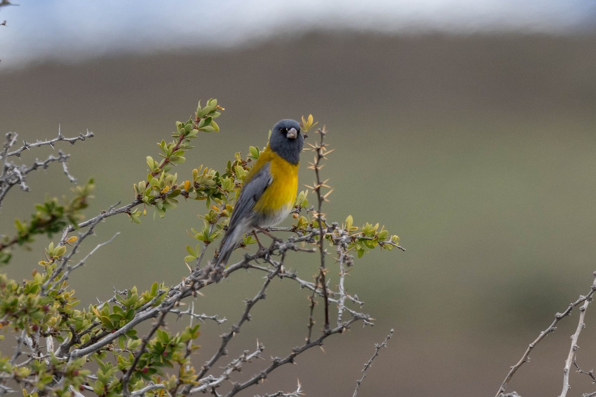 Gray-hooded Sierra Finch - ML646904777