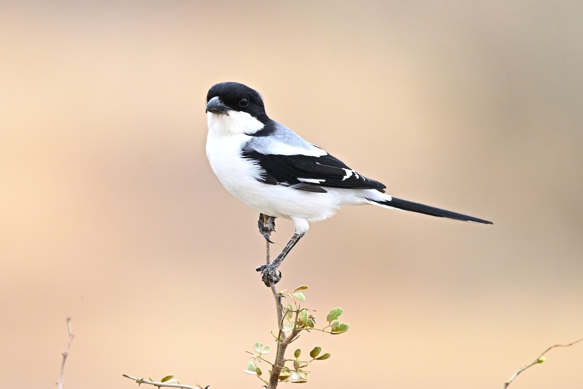 Somaliwürger - ML646904779