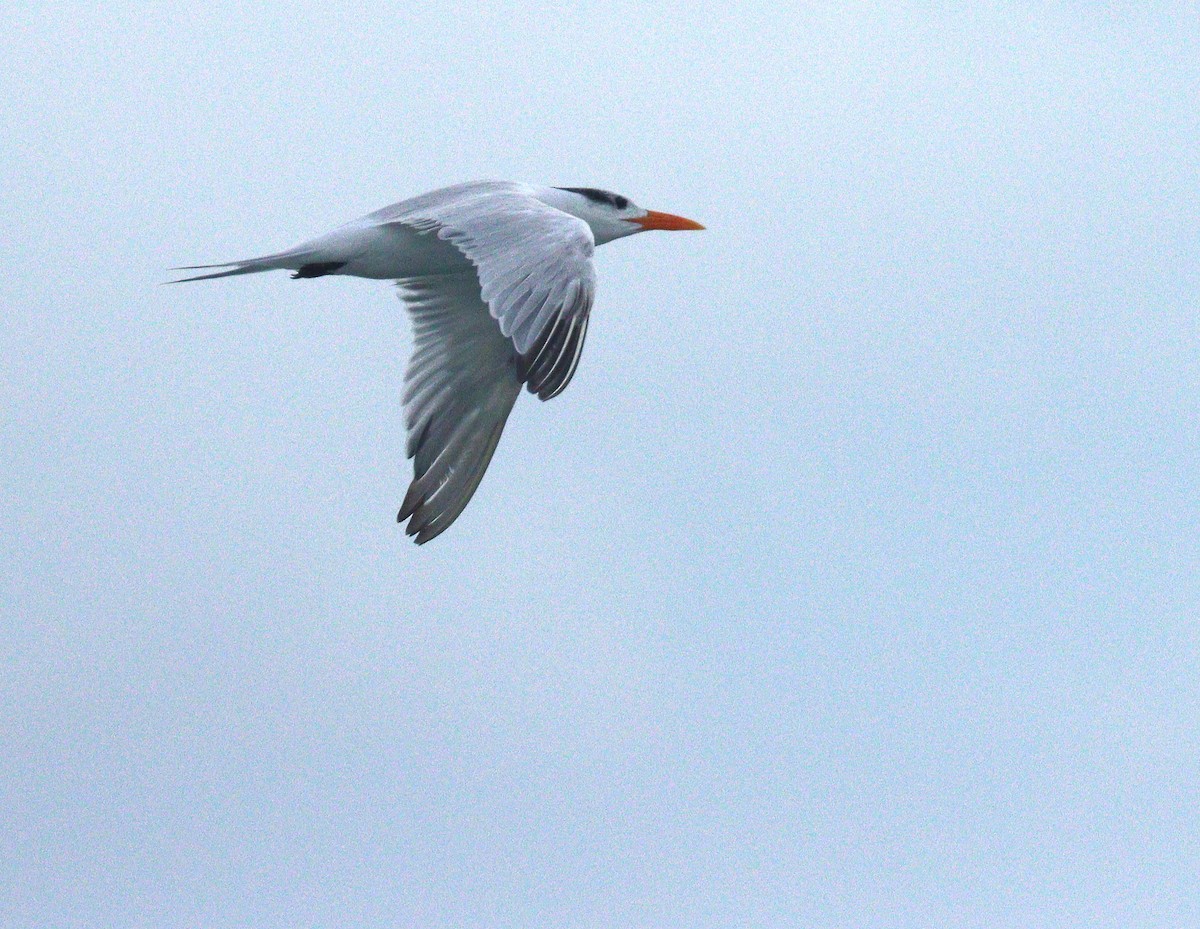 Royal Tern - ML646904781